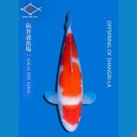 Sakai Kohaku