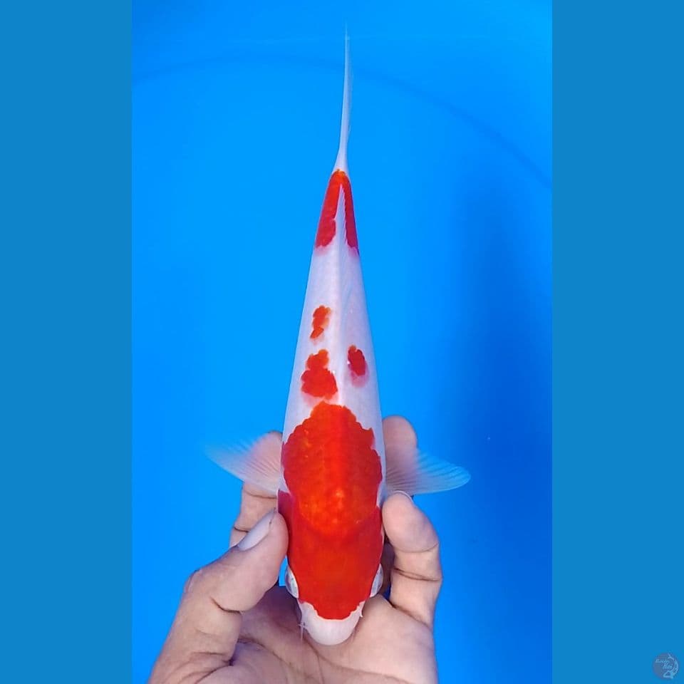 kohaku : 21cm.m