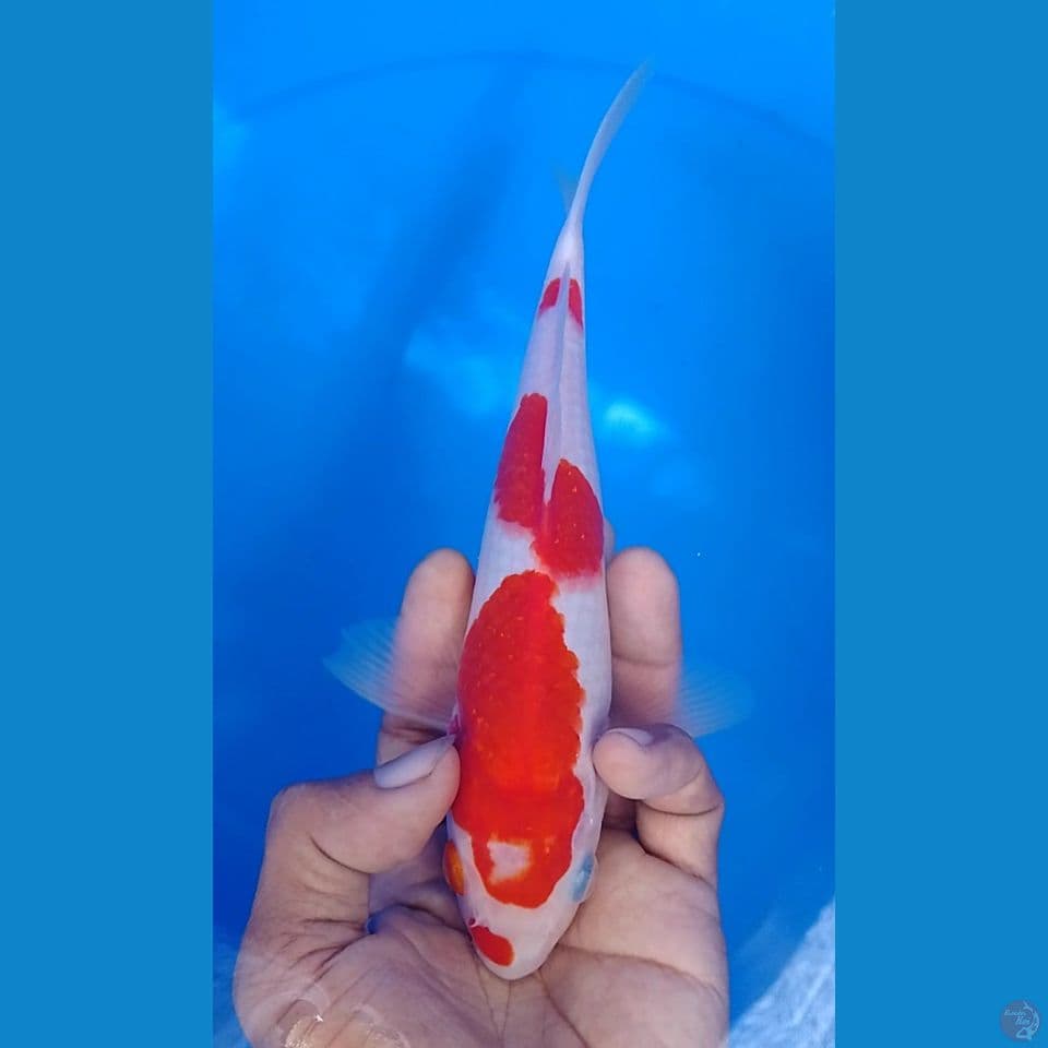 kohaku : 21cm.m