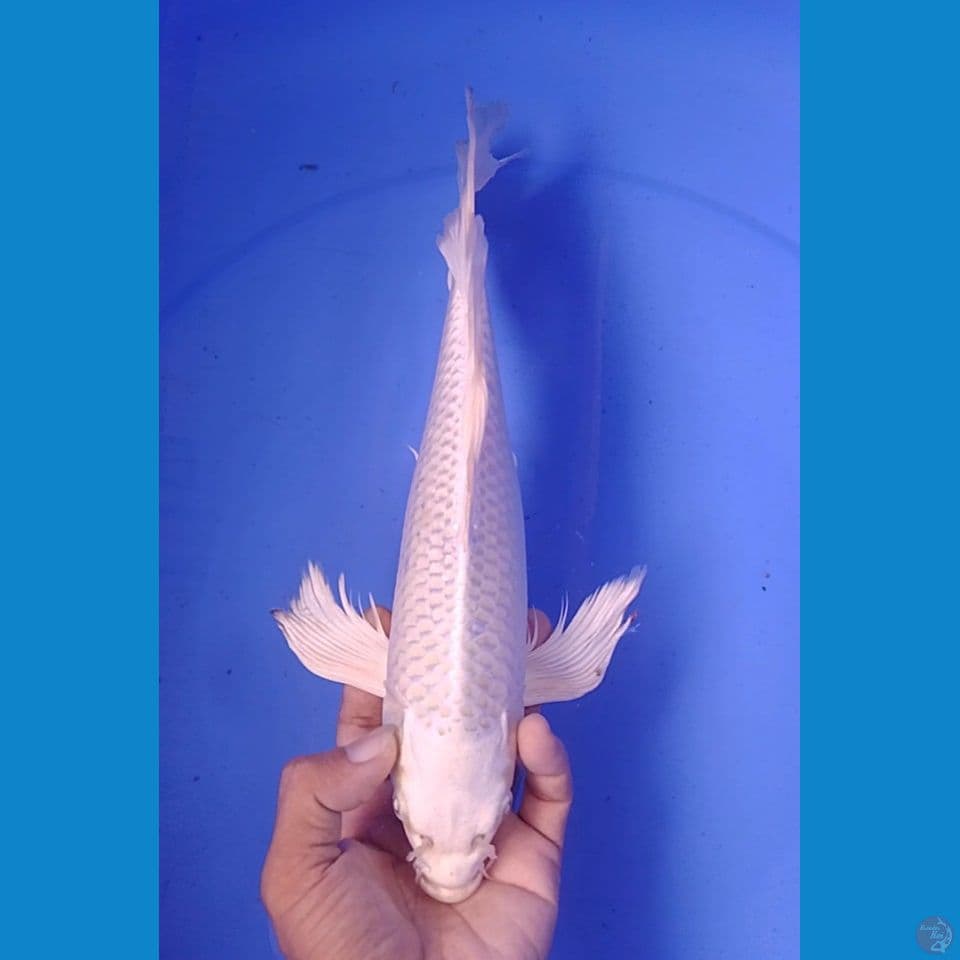 platinum sleyer : 31 cm.m