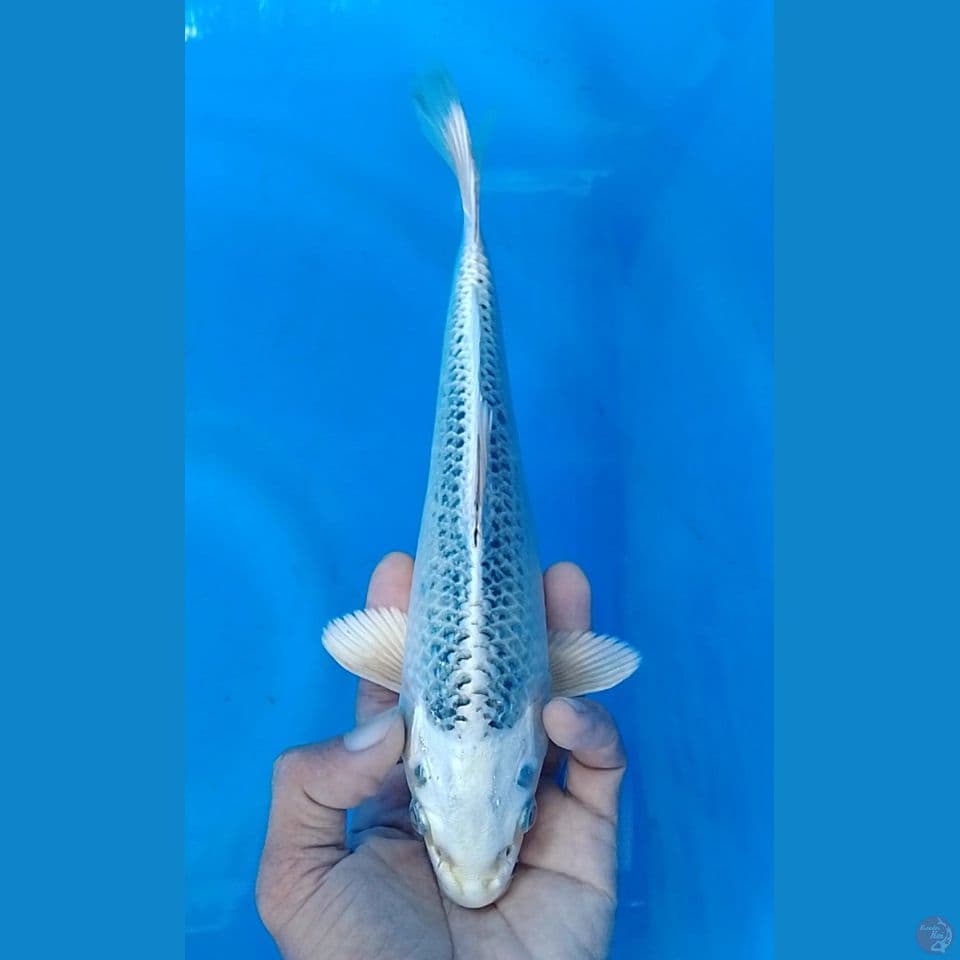 gin matshuba : 25 cm.m
