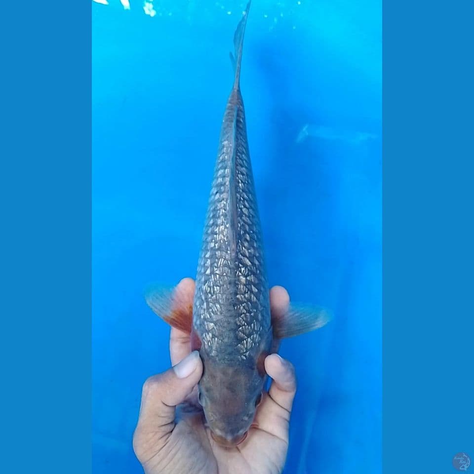 sambi oyo gindrin : 30 cm.m