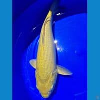 karasi lemon calon jumbo