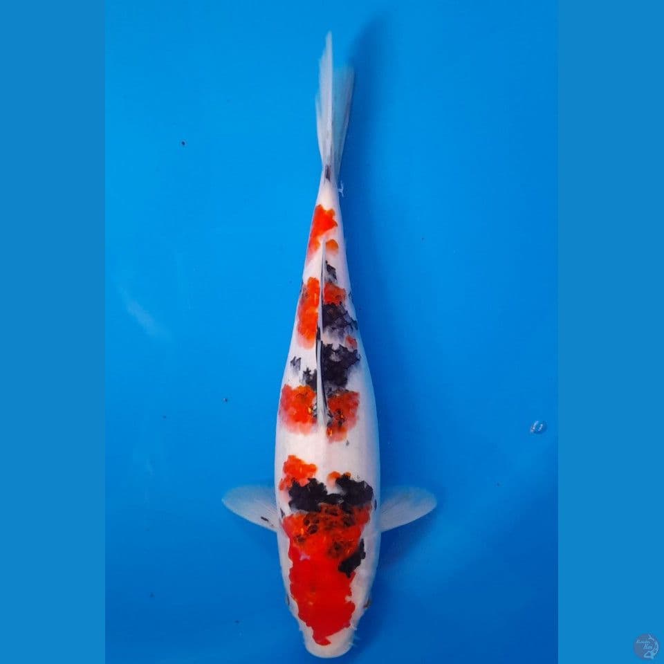 sanke 26cm