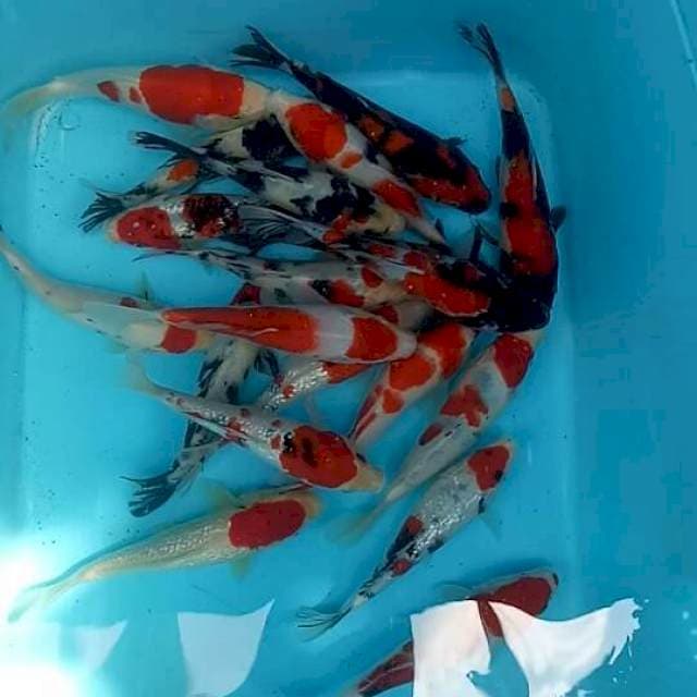 Mix koi 20 ekor