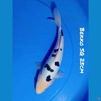 25cm SQ DOITSU BEKKO (Doit Murni)