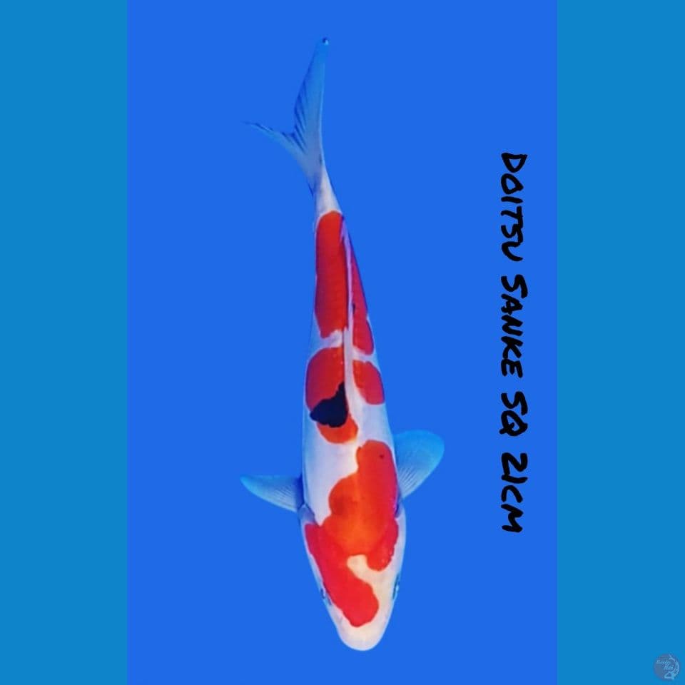 21cm DOITSU SANKE (Doit Murni)