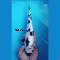 30cm SHIRO CALON JOSS