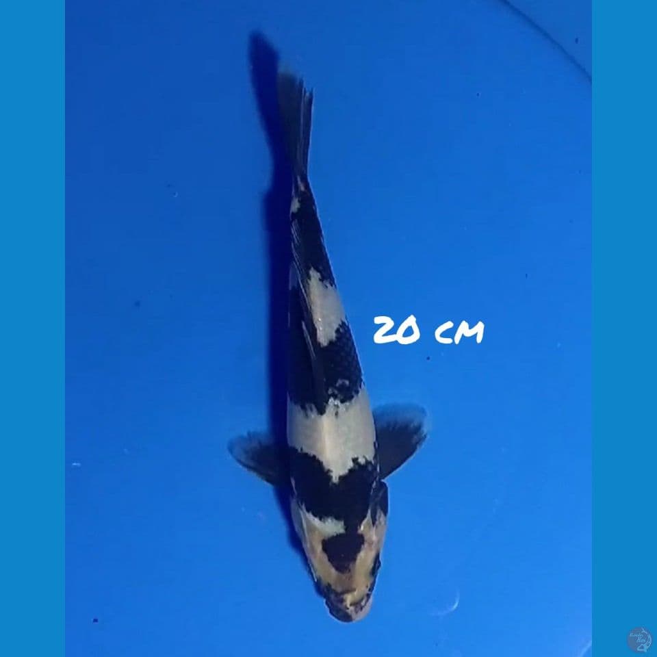 20cm SHIRO PEKAT (Mulut kurang simetris)