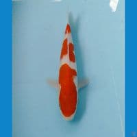 kohaku 24cm