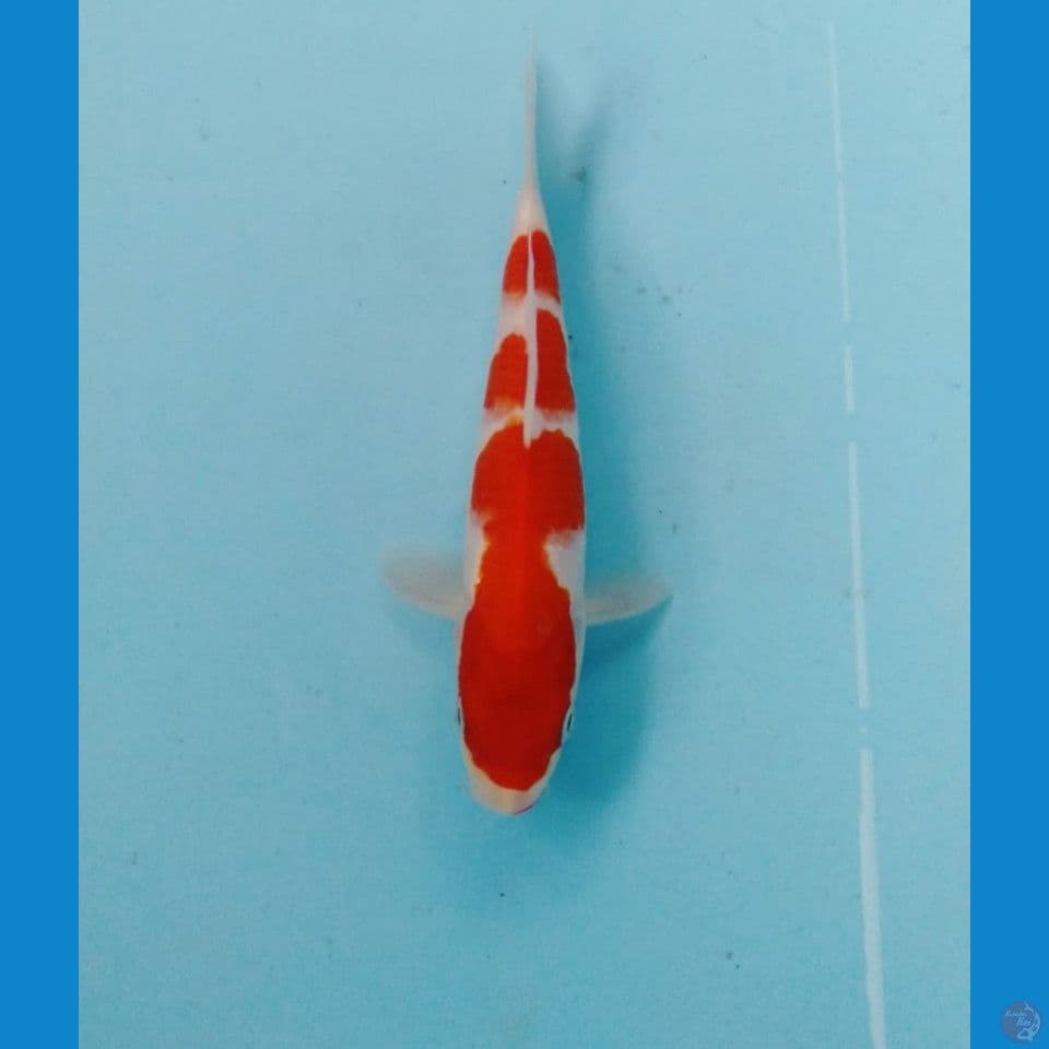 kohaku 20cm