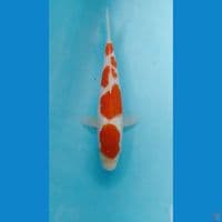 kohaku 24cm