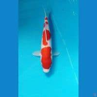 kohaku 25cm
