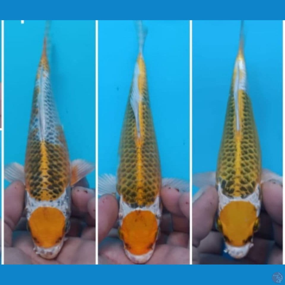 MARUTEN KIRIN 20