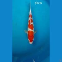 Kohaku 30cm