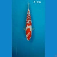 Kohaku 21cm