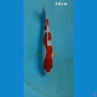 Kohaku 24cm