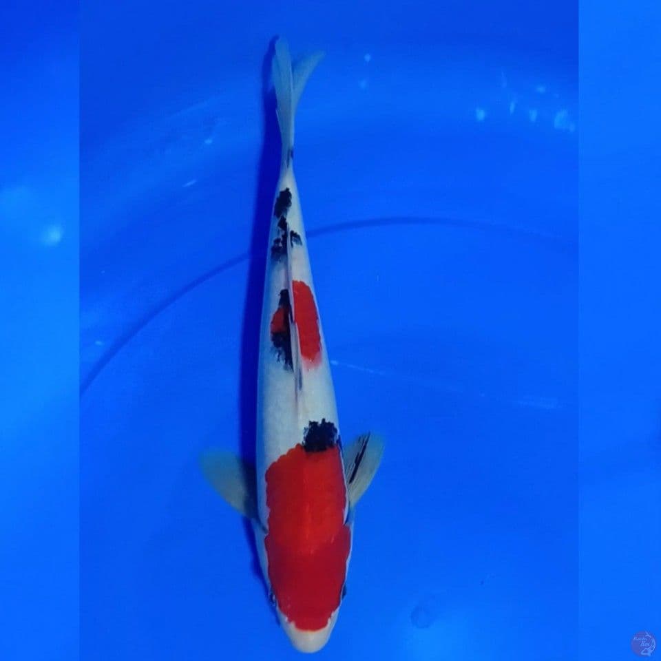 SANKE U30CM