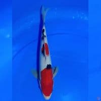 SANKE U30CM