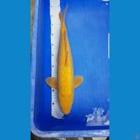 KARASHI GINRIN MATA MERAH 47 CM (jantan)