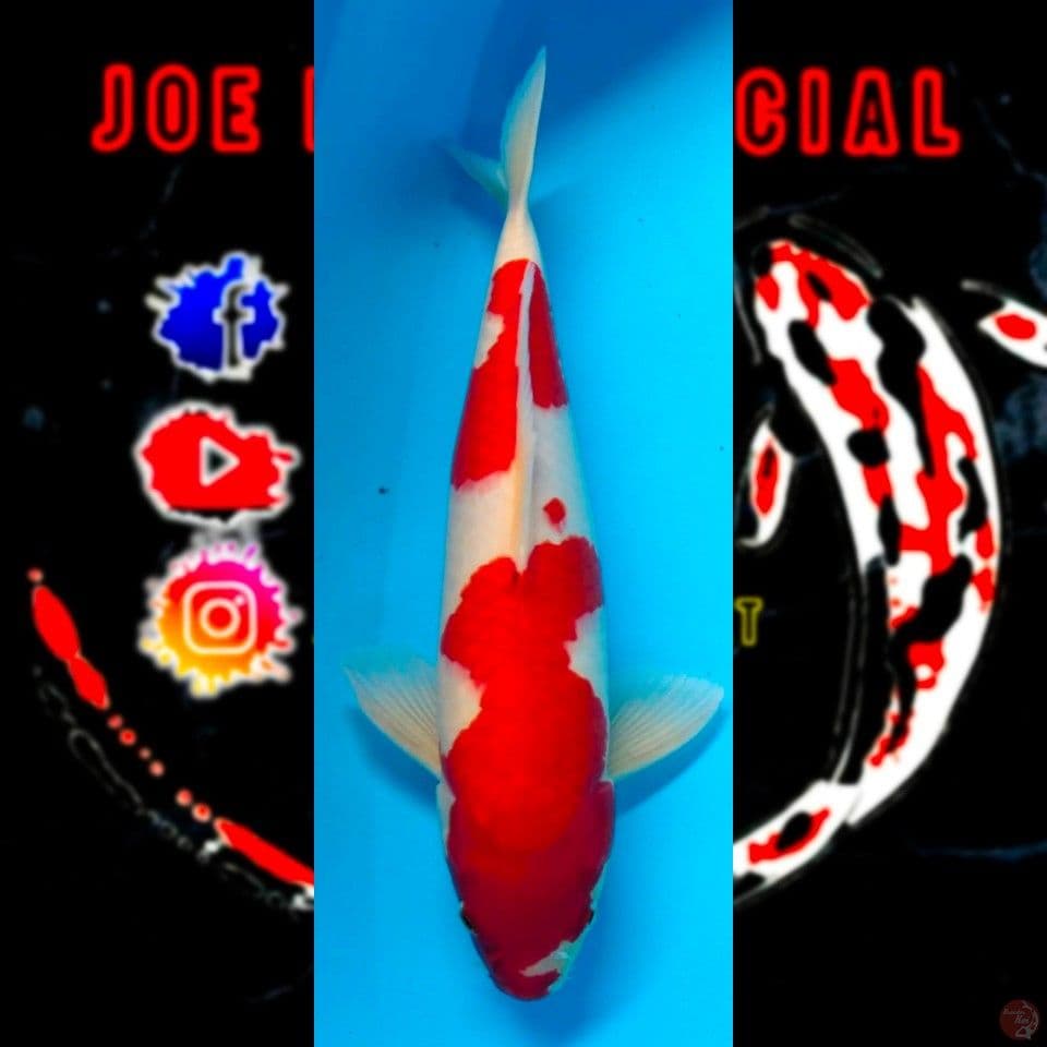 kohaku male 40cm