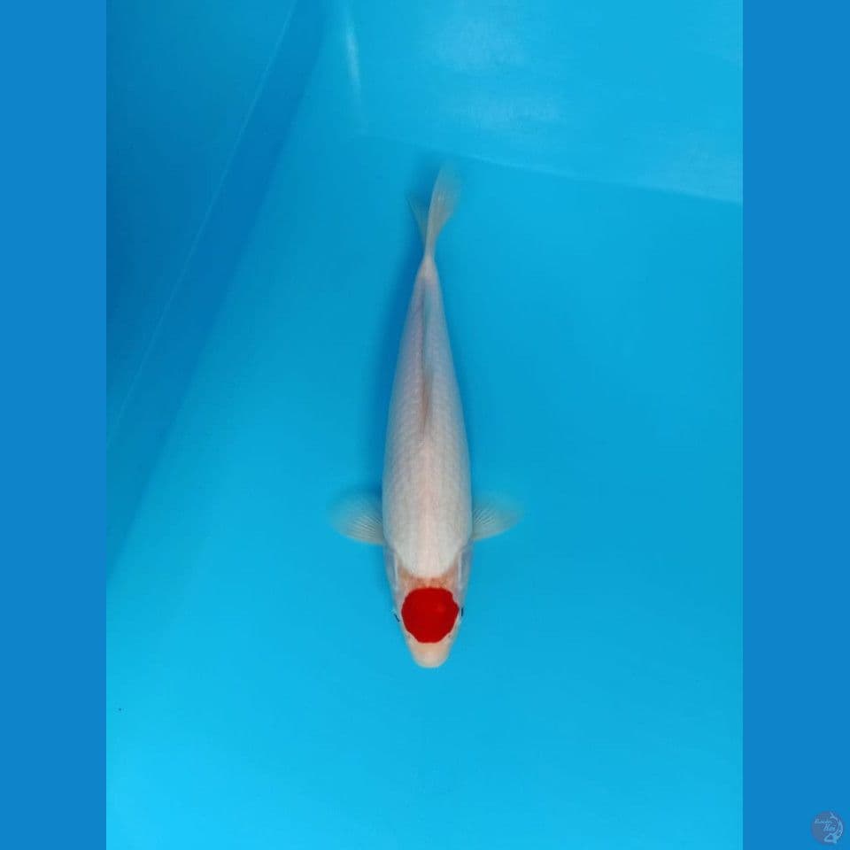 tancho khohaku 33cm