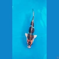 beni gingga 21cm