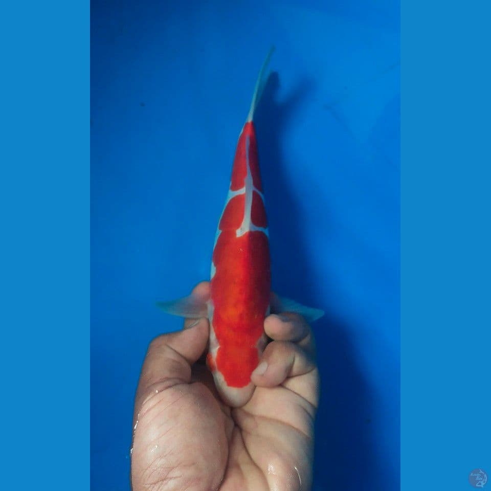 kohaku doitui original calon pejantan 23cm