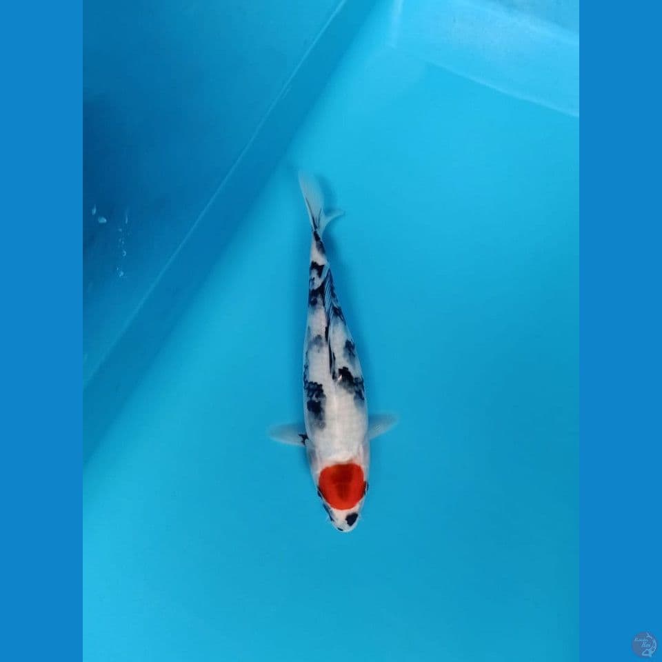 tancho showa 31cm