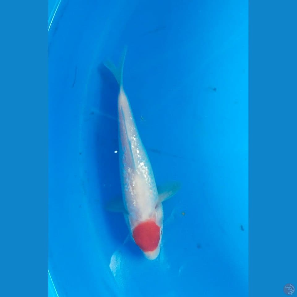 tancho kohaku 18cm