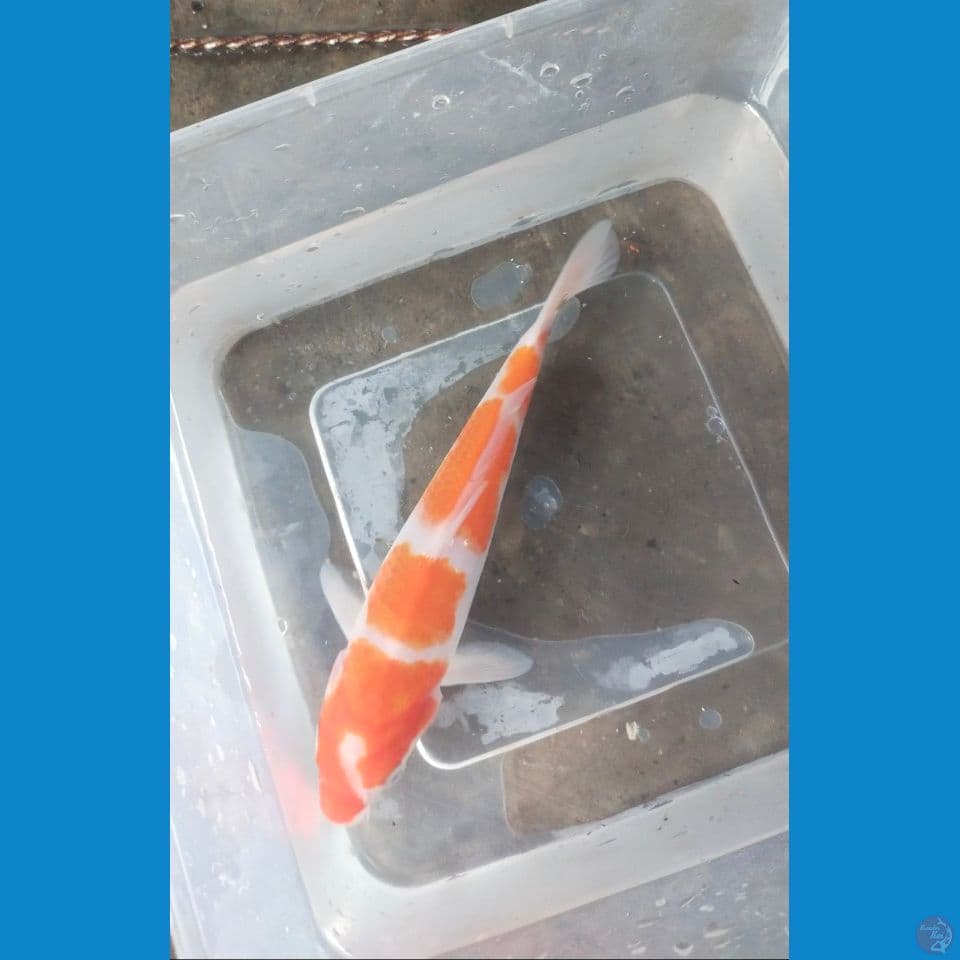 kohaku 17cm