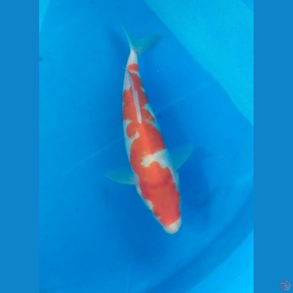 kohaku inazuma 23cm