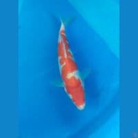 kohaku inazuma 23cm
