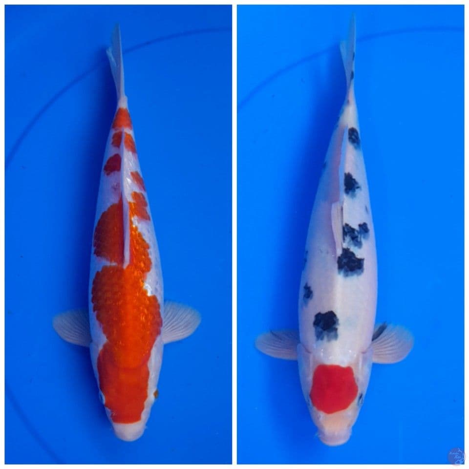 Tc sanke & kohaku ginrin