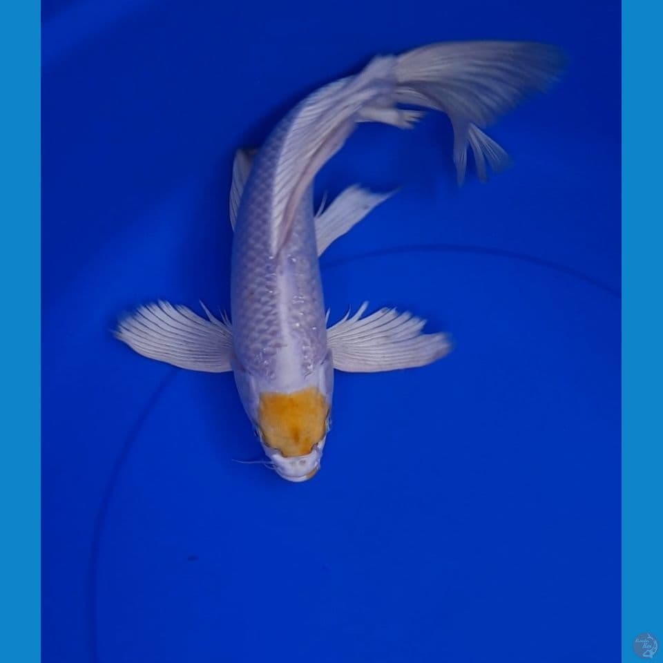 tc kujaku slayer 35cm