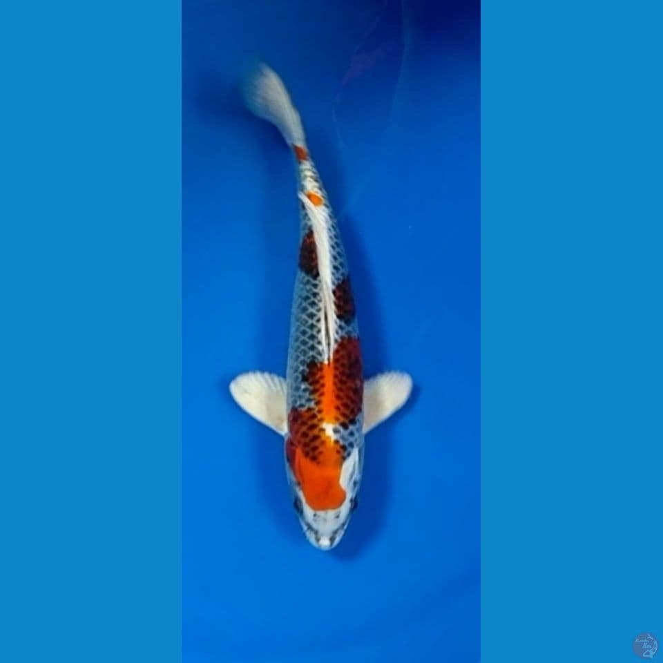kujaku HQ size 26 cm