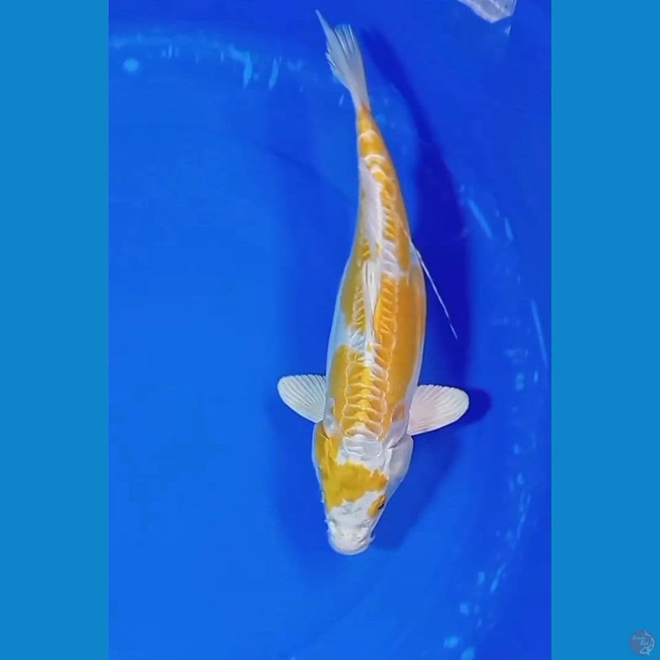 KUJAKU DOIT 35 CM