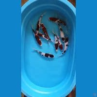 paket budho goromo 10 ekr