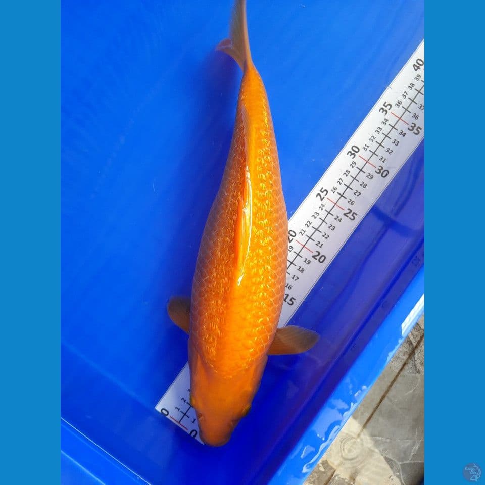 37cm