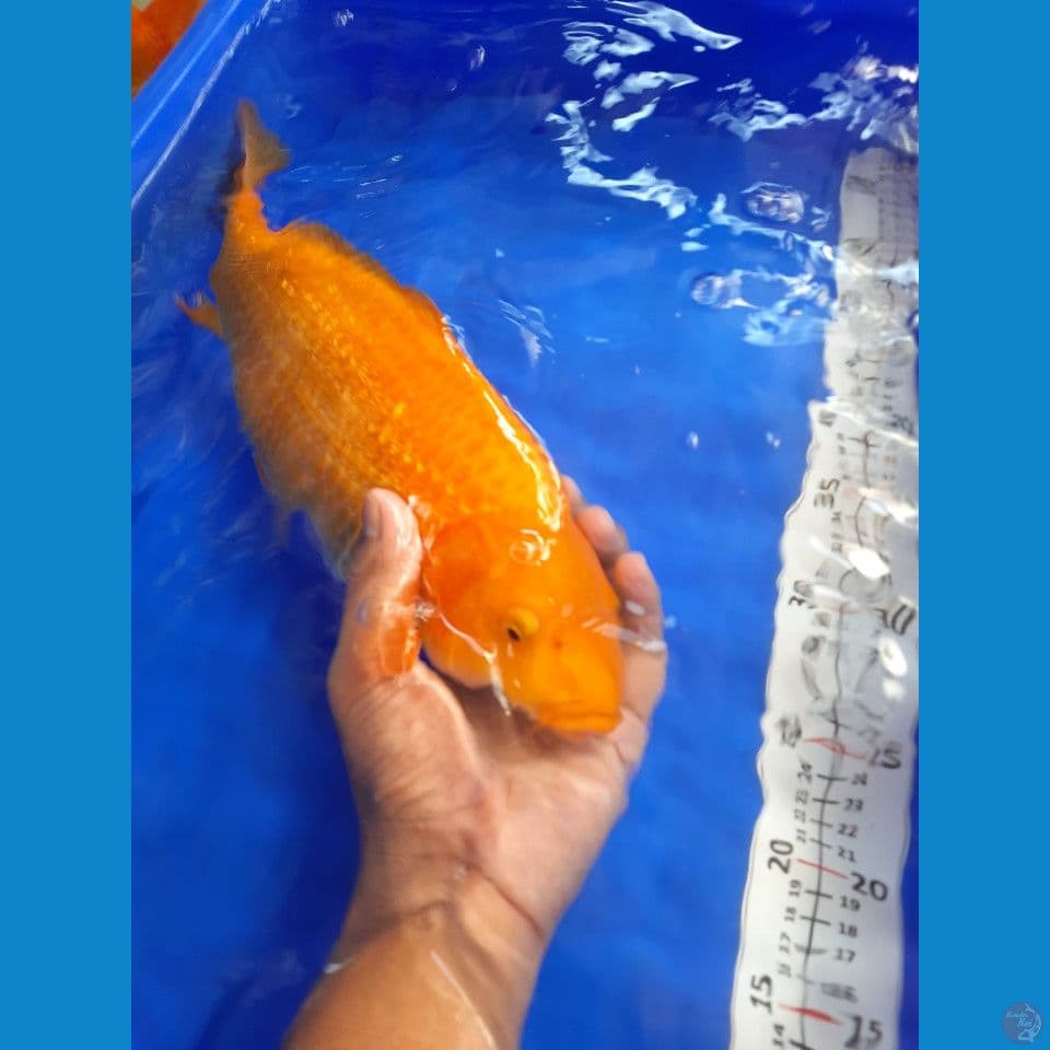 37cm