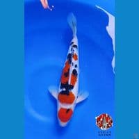Sanke 33cm Male super