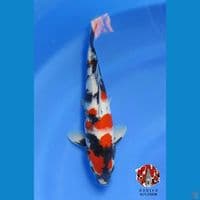 showa strong 28cm Male