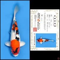SHOWA SAKAI 49CM MALE