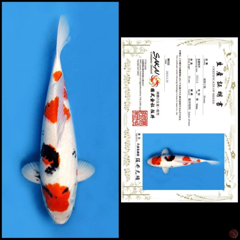 SHOWA SAKAI 50CM MALE