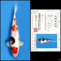 SHOWA SAKAI 50CM MALE