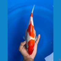 kohaku 3 step 28cm