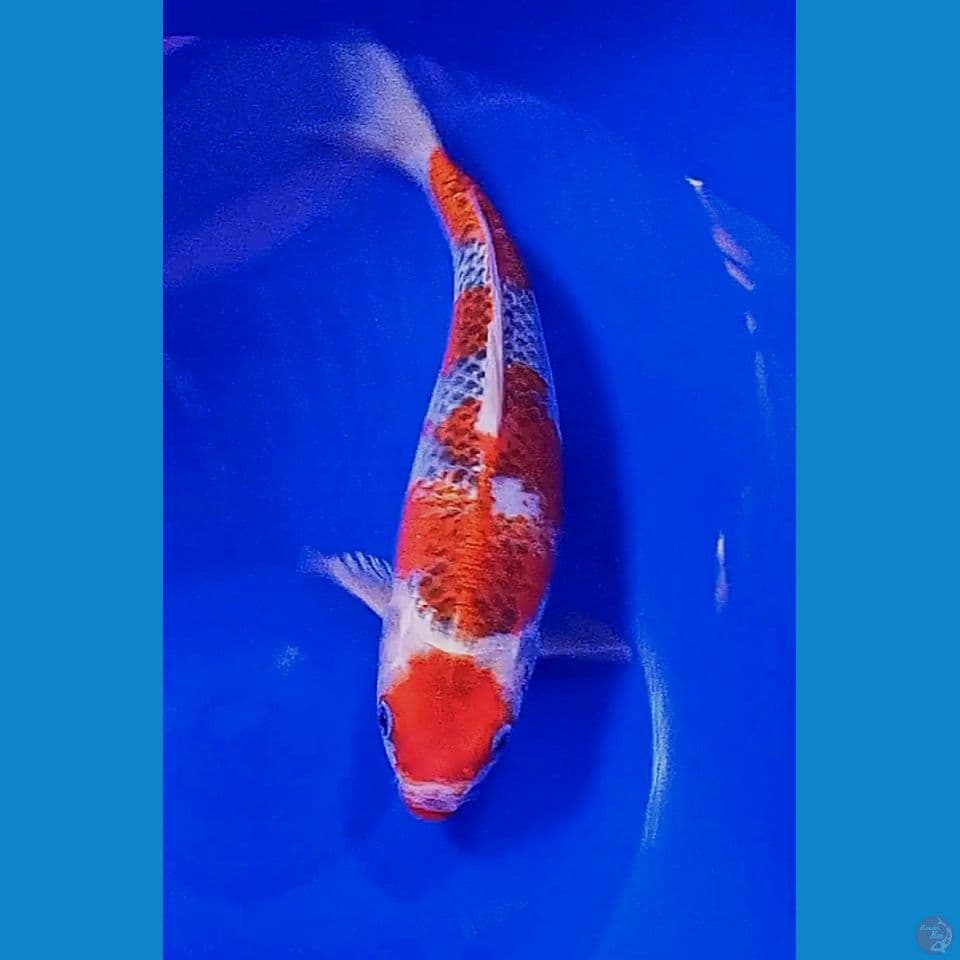 30 cm ghosiki strong