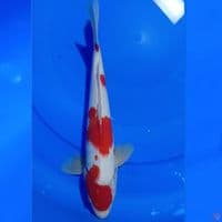 MARUTEN KOHAKU U32CM