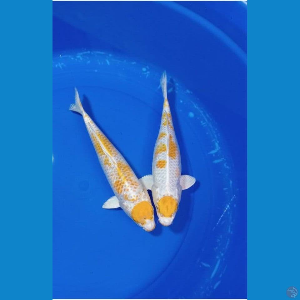 maruten 29-30 cm