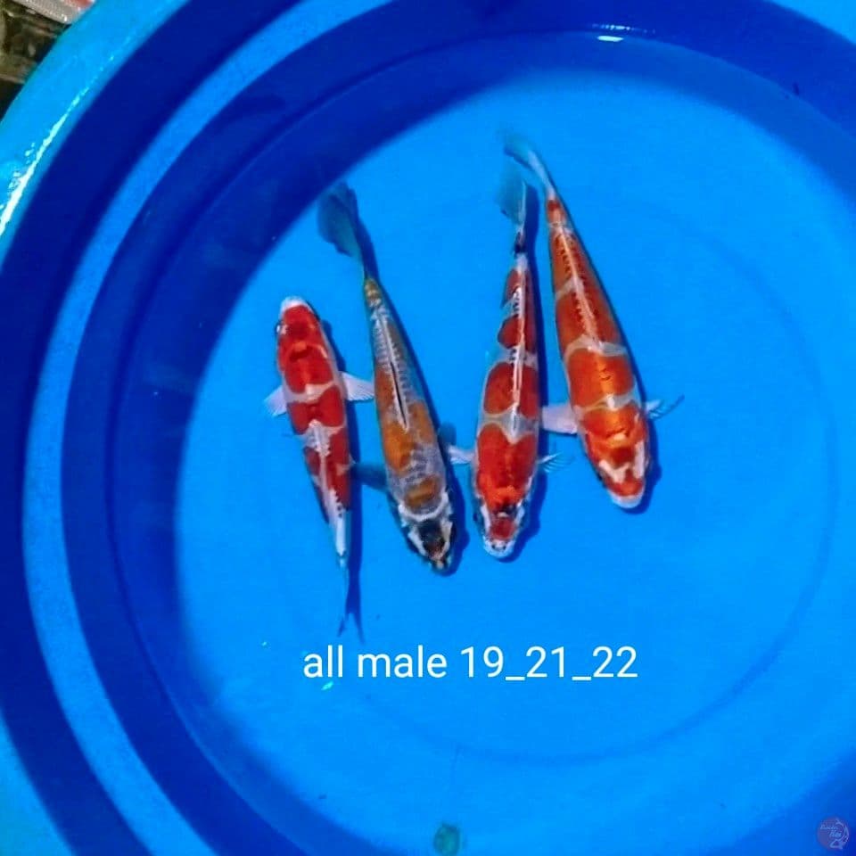 ciamik 19_22cm